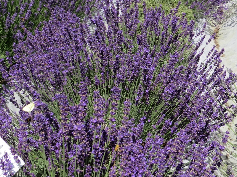 Lavandula angustifolia Imperial Gem Ovoce a bylinky Zahradnictví Franc